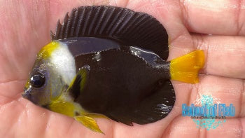 Meredethi Angelfish 2.5"