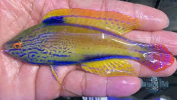 Super Male Lineatus Wrasse 4"