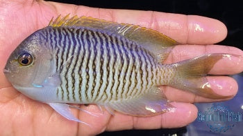 Red Sea Swallowtail Male 4"