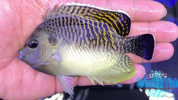 Tiger Angelfish #14 4"