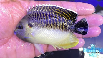 Tiger Angelfish #13 4"