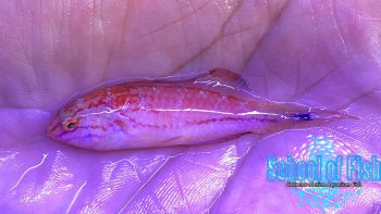 Johnson's Fairy Wrasse Male 2" #2