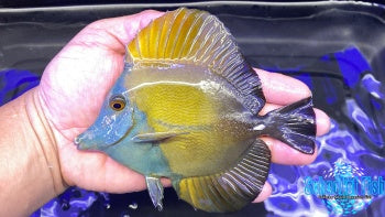 Blue Face Koi Tang #1 4.5-5"