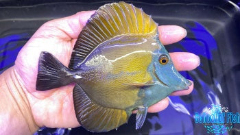 Blue Face Koi Tang #1 4.5-5" - 0