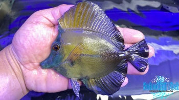 Blue Face Koi Tang #3 4.5-5"