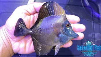 Blue Face Koi Tang #6 4.5-5"
