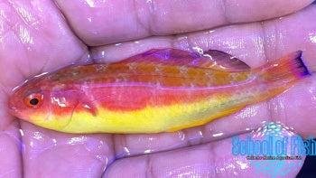 Hooded Fairy Wrasse Male #3