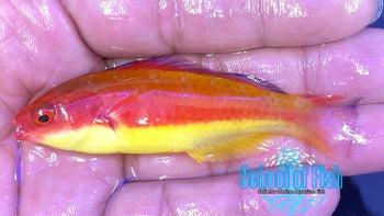 Hooded Fairy Wrasse Male #6