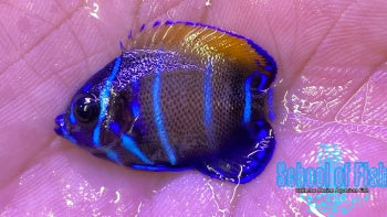 Captive Bred Majestic Angelfish 1"