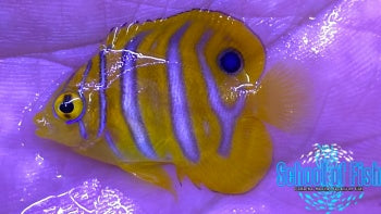 Captive Bred Red Sea Regal Angelfish 1"
