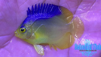 Colin's Angelfish Captive Bred