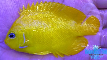 Cocopeel Angelfish 3"