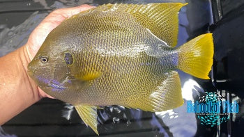 Africanus Angelfish Adult 8" - 0