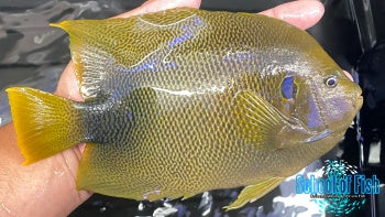 Africanus Angelfish Adult 8"