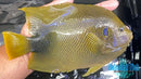 Africanus Angelfish Adult 8"-1