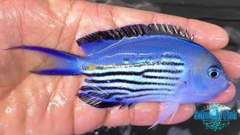 Watanabei Angelfish Pair