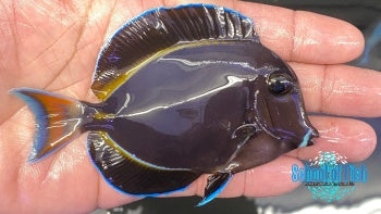 Achilles x Whitecheek Hybrid Tang acanthurus achilles x acanthurus nigricans School of Fish Online Store School of Fish Online Store