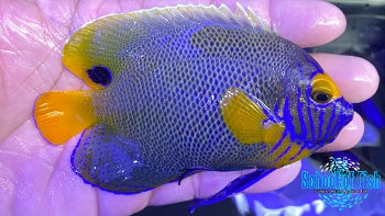 Blueface Angel Transition 4.5"