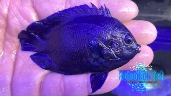 Fiji Blue Velvet Angelfish