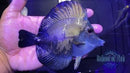 Blue Face Koi Tang #7 4.5-5"-2
