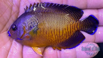 Tiger Tail Coral Beauty #1 3.5"