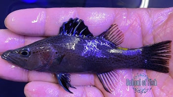 Arrowhead Basslet #1 4"