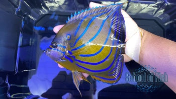 Annularis Angelfish Adult 7"