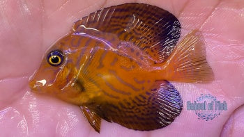 Chevron Tang Juvenile #1 2.5"