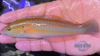 Rainbow Coris Wrasse