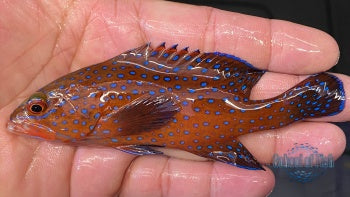 Blue Spotted Seabass #2 4"