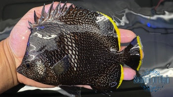 Wrought Iron Butterfly Adult #4