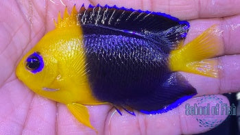 Coco Island Dwarf Angel