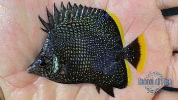 Wrought Iron Butterfly Juvenile 2" #1