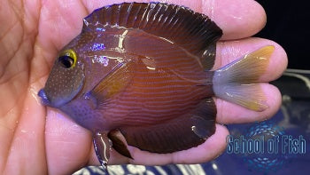 White tail Bristletooth Tang #1