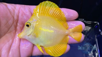 Yellow Tang #2 Wild