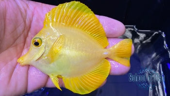 Yellow Tang 3 Wild
