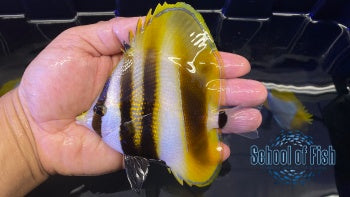 Hi Fin Coradion Butterflyfish #1