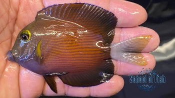 White tail Bristletooth Tang #3