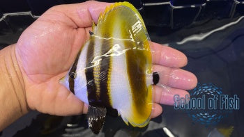 Hi Fin Coradion Butterflyfish #2