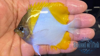 Yellow Pyramid Butterflyfish #1