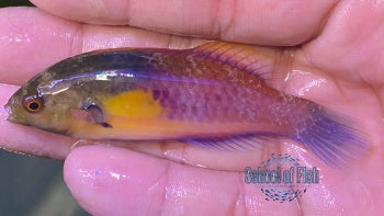 Yellow-Flanked Fairy Wrasse Male