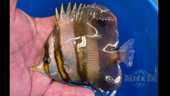 Mulleri Butterflyfish