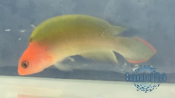 Australian Multicolor Dottyback