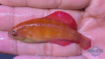 Red Sea Eightline Flasher Wrasse #1
