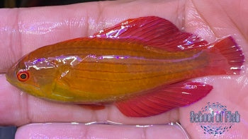 Red Sea Eightline Flasher Wrasse #2