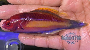 Yellow Banded Wrasse Male #2