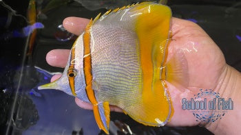 Marginalis Butterflyfish XL  #1