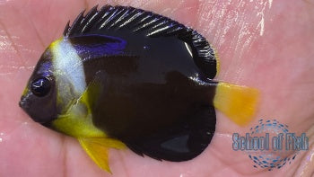 False Personifer Angelfish Juvenile #1
