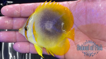 Golden Butterflyfish #2
