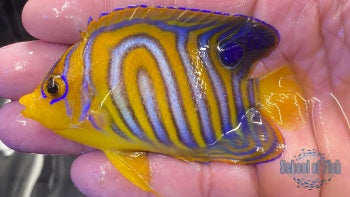 Misbar Red Sea Regal Angelfish #1